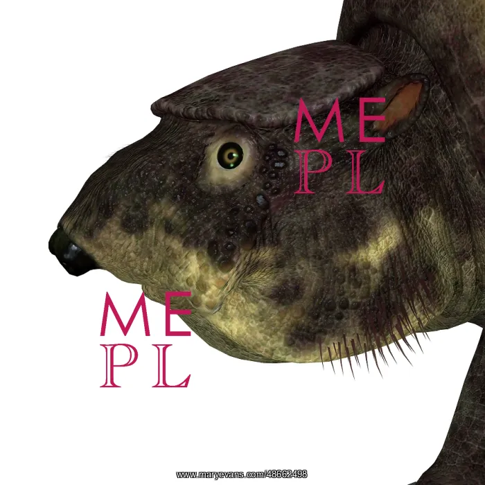 : Glytodont mammal head : Glytodont mammal head