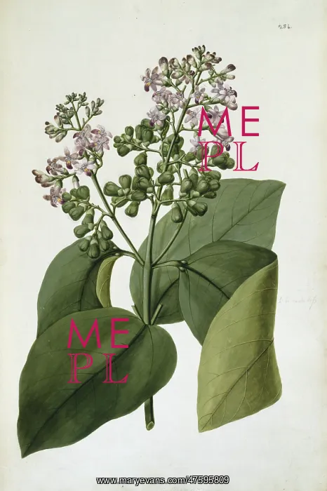 : Gmelina macrophylla : Gmelina macrophylla