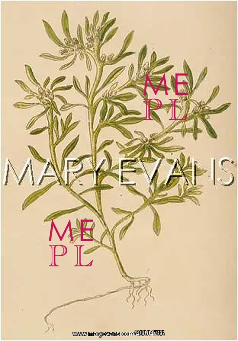  : GNAPHALIUM ULIGINOSUM