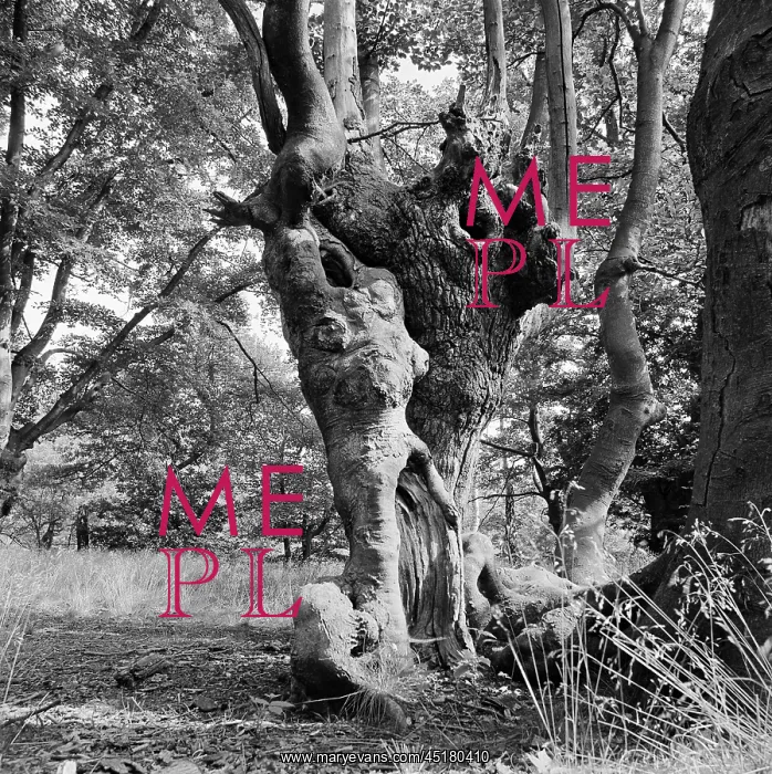 : Trees. The gnarled trunk of a tree in Epping Forest : Trees. The gnarled trunk of a tree in Epping Forest