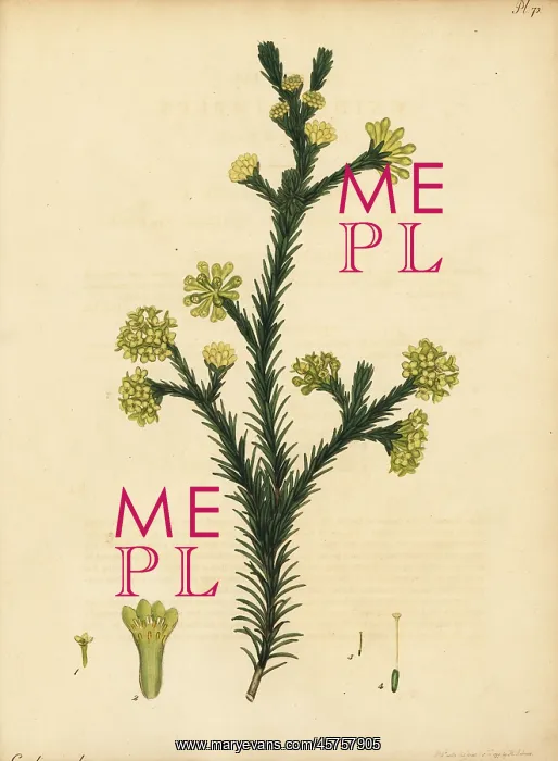 : Gnidia juniperifolia : Gnidia juniperifolia