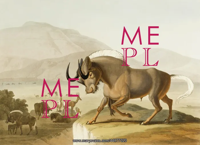 : Gnu or Wildebeest : Gnu or Wildebeest