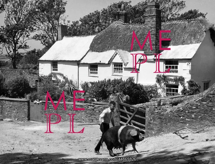 : GOADING A SOW : GOADING A SOW