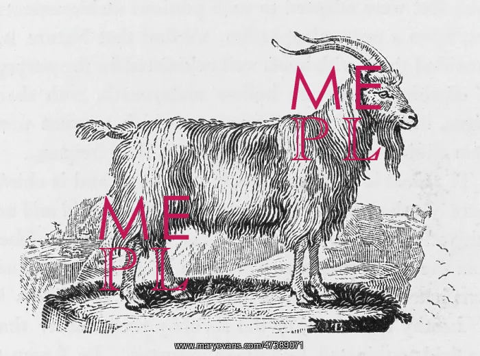: GOAT (BEWICK) : GOAT (BEWICK)