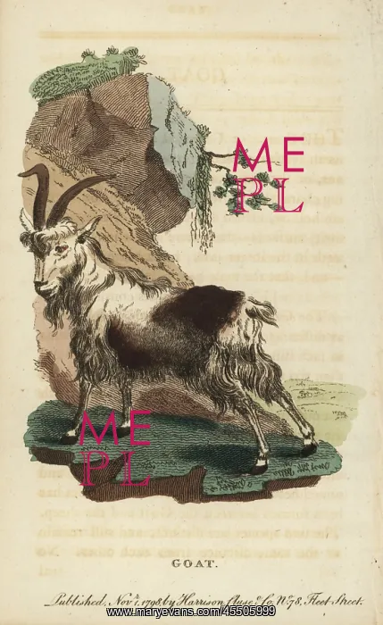 : Goat, Capra aegagrus : Goat, Capra aegagrus
