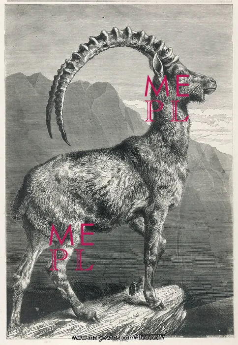  : Goat - Ibex - 1876