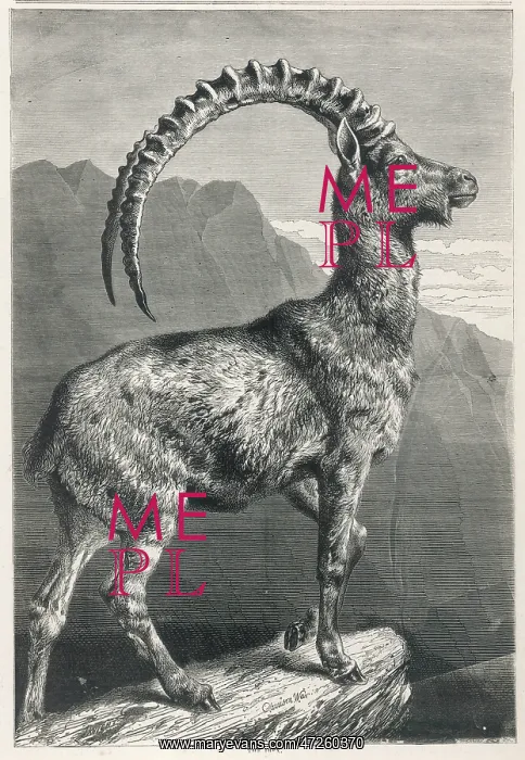 : Goat - Ibex - 1876 : Goat - Ibex - 1876