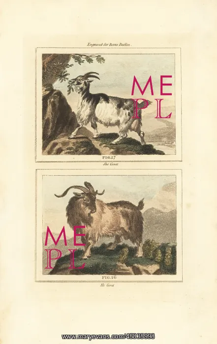 : Goat, male and female : Goat, male and female