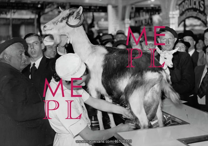 : Goat milk. A seller offers goat milk. She milked in the store in front of the customers
