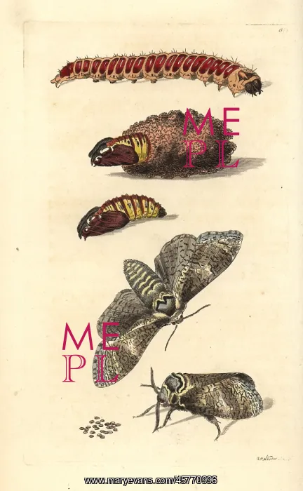 : Goat moth, Cossus cossus : Goat moth, Cossus cossus