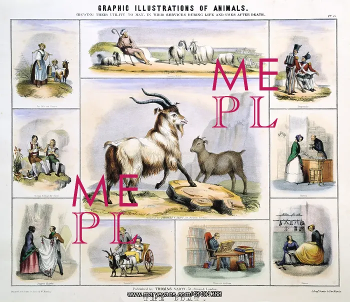 : The Goat: Used for milk; cheese; meat; leather; : The Goat: Used for milk; cheese; meat; leather;