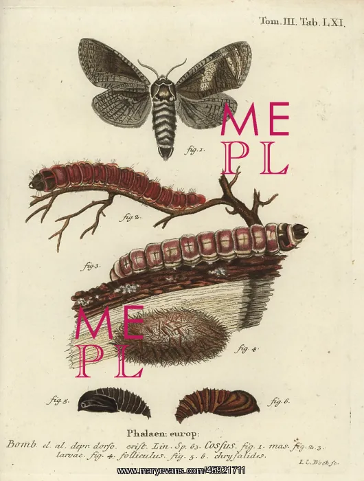 : Goatmoth, Cossus cossus : Goatmoth, Cossus cossus