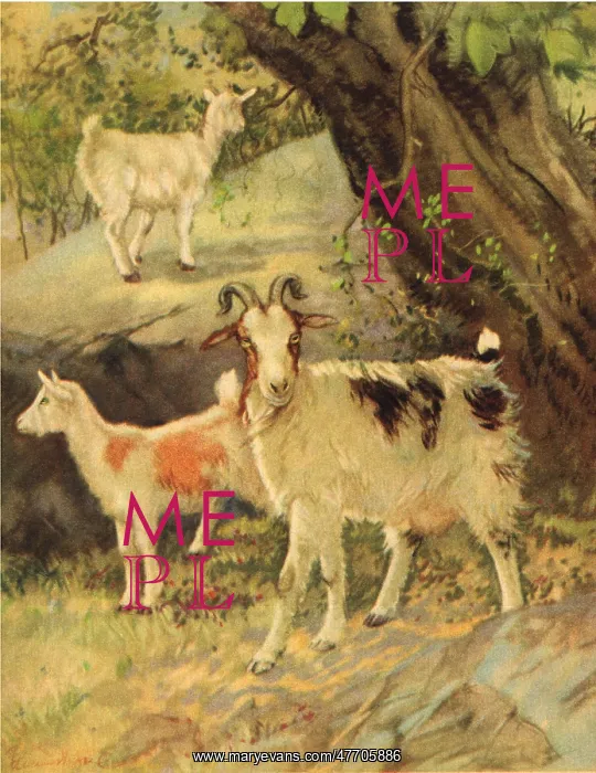  : Three Goats