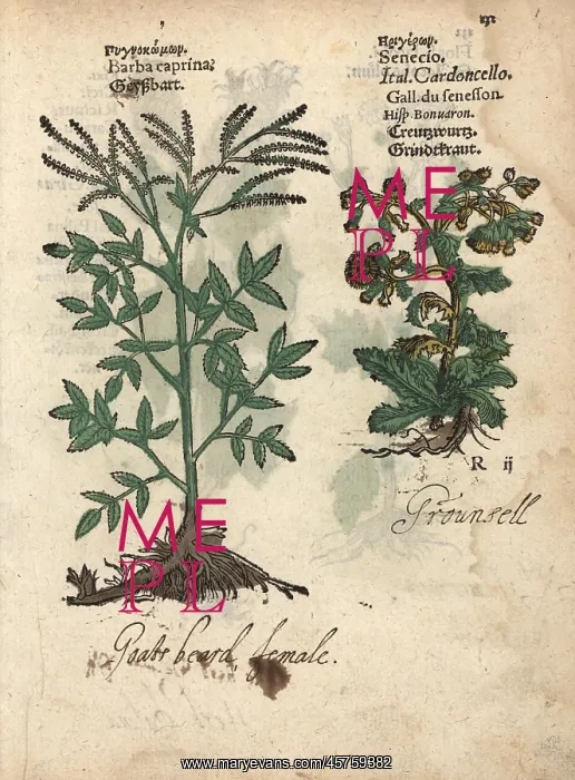 : Goat's beard, Aruncus dioicus, and groundsel : Goat's beard, Aruncus dioicus, and groundsel