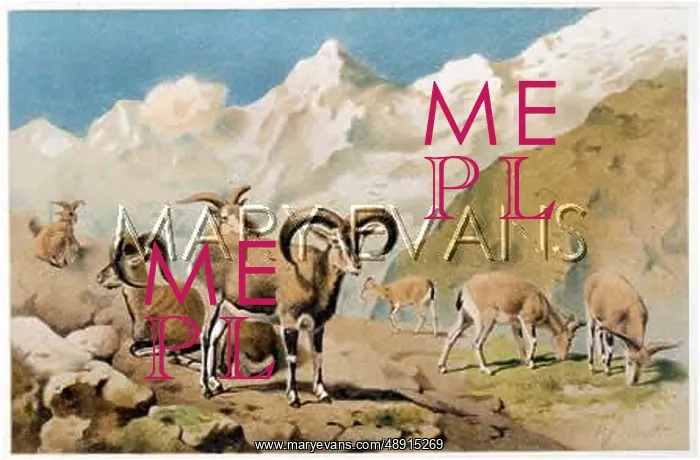  : GOATS / BHARAL C1893