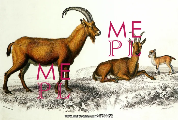  : Goats (Capra aegagrus)