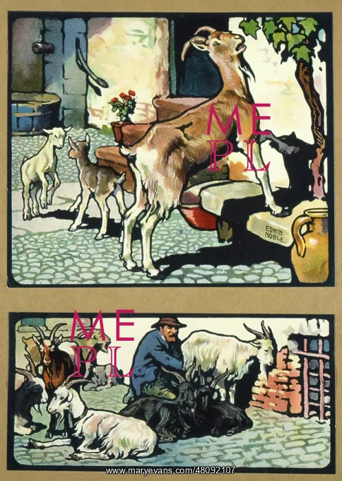 : Goats and kids
