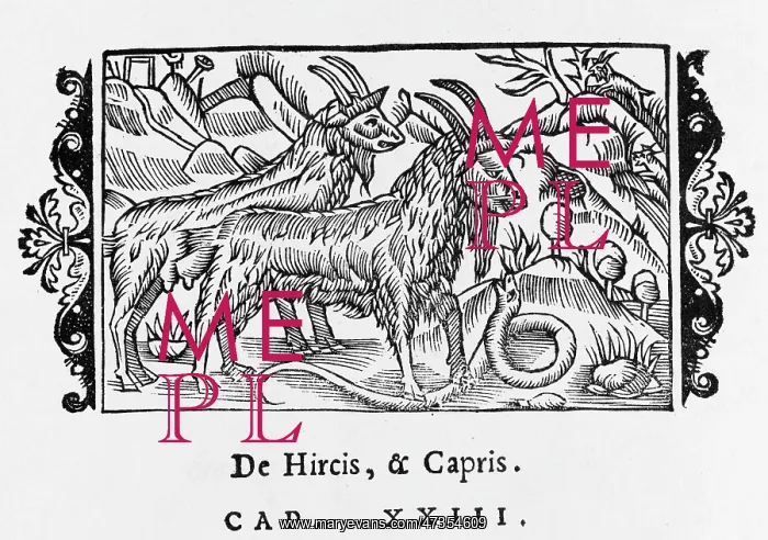  : GOATS / OLAUS MAGNUS 1555