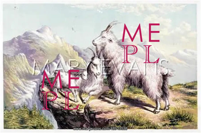  : GOATS / ROCKY MOUNTAIN 19C