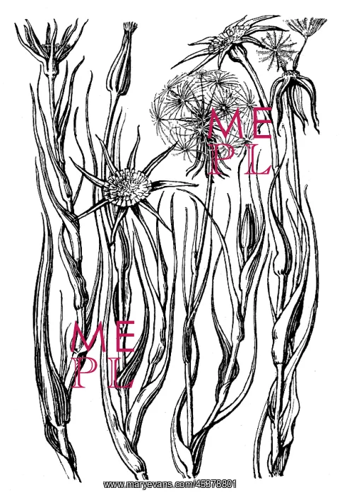 : Goatsbeard : Goatsbeard