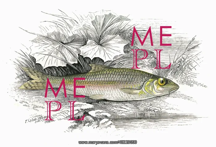  : Gobio gobio, or Gudgeon