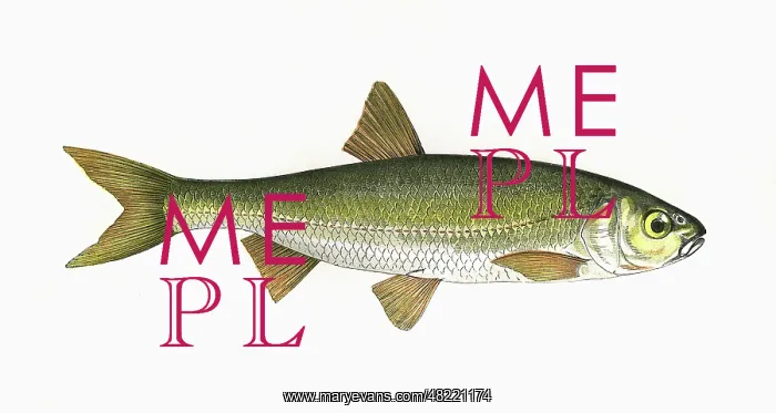 : Gobio gobio, or Gudgeon : Gobio gobio, or Gudgeon