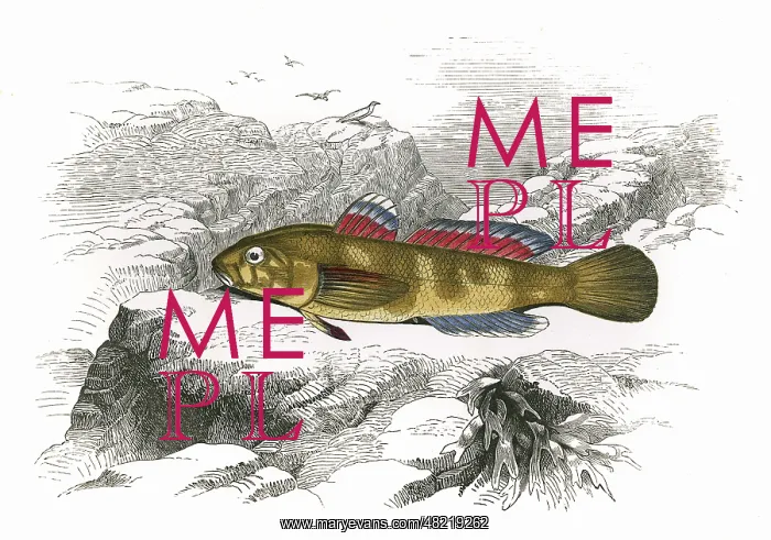 : Gobius paganellus, or Rock Goby : Gobius paganellus, or Rock Goby