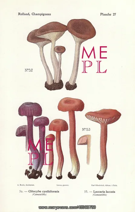 : Goblet funnel cap and the deceiver : Goblet funnel cap and the deceiver