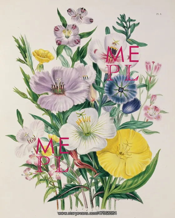 : Godetia vinosa : Godetia vinosa