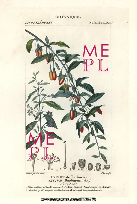 : Goji berry, Lycium barbarum : Goji berry, Lycium barbarum