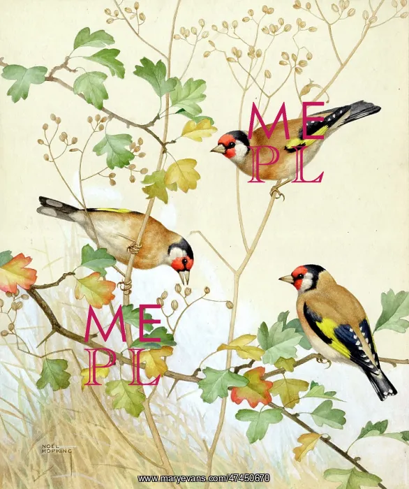  : Three Gold Finches
