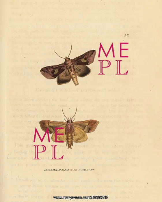 : Gold spangle moth, Autographa bractea : Gold spangle moth, Autographa bractea