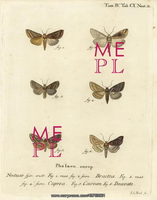 : Gold spangle and other moths : Gold spangle and other moths