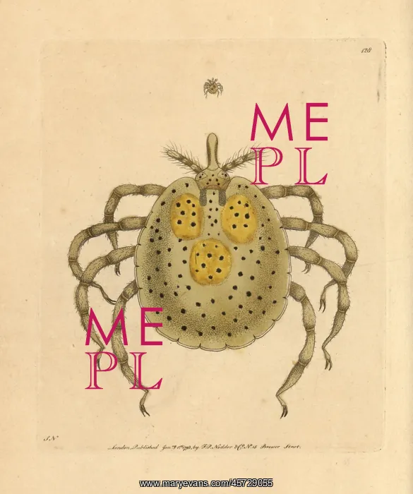 : Gold-spotted acarus mite, Acarus auratus : Gold-spotted acarus mite, Acarus auratus