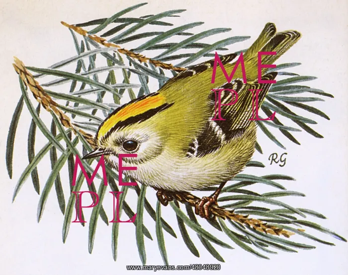 : Goldcrest (Regulus regulus) : Goldcrest (Regulus regulus)