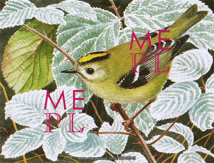 : Goldcrest(Regulus regulus) : Goldcrest(Regulus regulus)