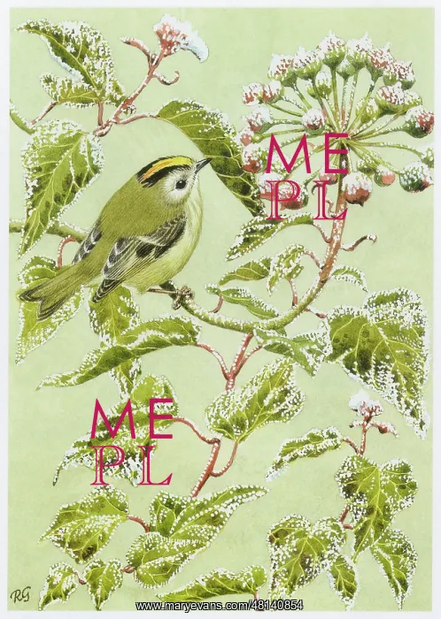  : Goldcrest