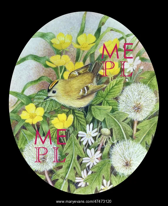  : Goldcrest with Buttercups and Dandelions