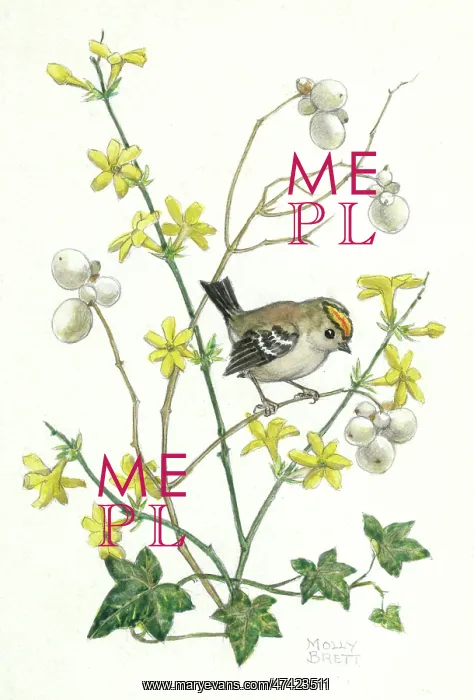 : Goldcrest by Molly Brett : Goldcrest by Molly Brett