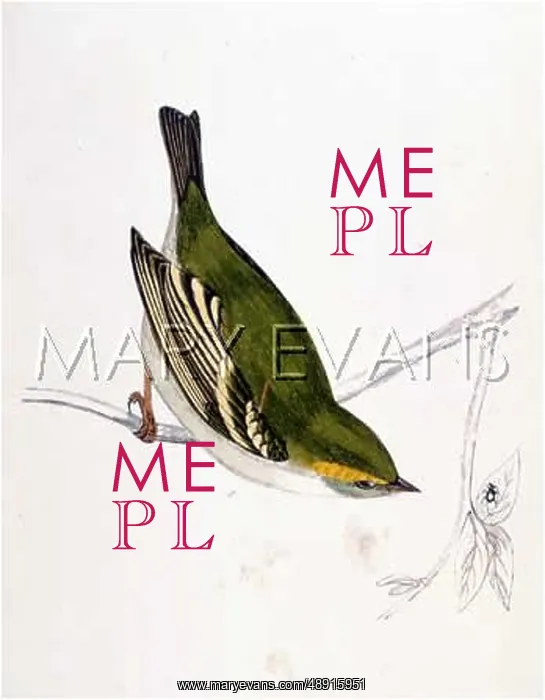  : GOLDCREST (MORRIS)