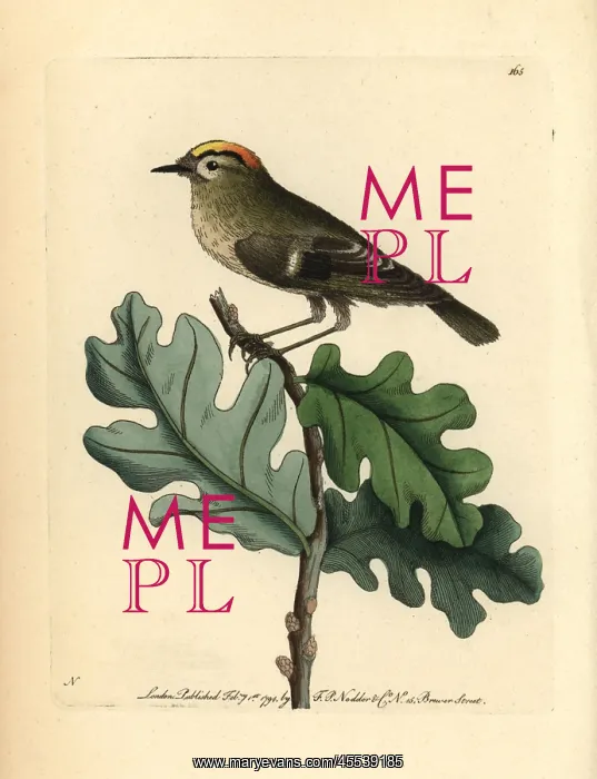 : Goldcrest, Regulus regulus : Goldcrest, Regulus regulus