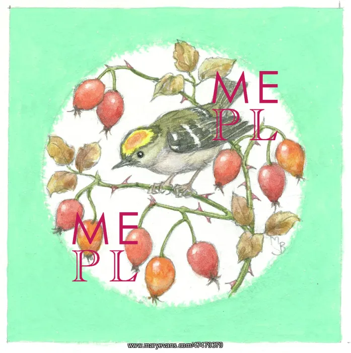 : Goldcrest on rosehips : Goldcrest on rosehips