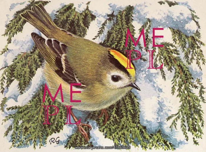 : GOLDCREST (WINTER) : GOLDCREST (WINTER)