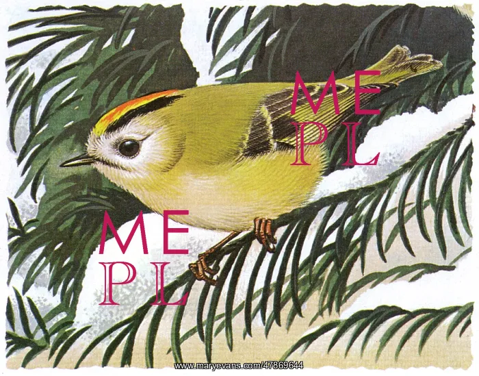 : GOLDCREST IN WINTER : GOLDCREST IN WINTER