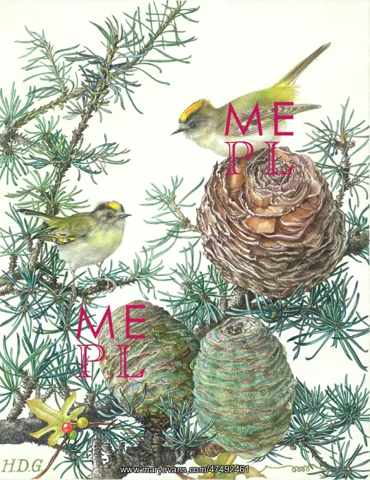  : Goldcrests on Cedar of Lebanon Cones