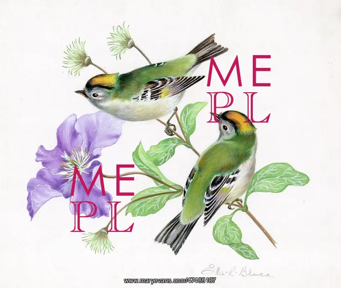  : Goldcrests on clematis