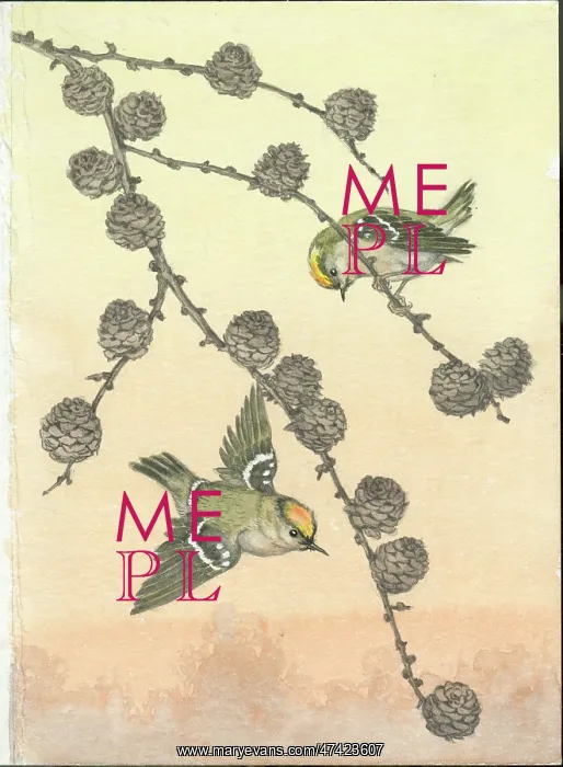 : Goldcrests and fir by Molly Brett : Goldcrests and fir by Molly Brett