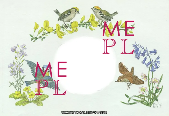  : Two goldcrests on gorse, bluetit, wren, etc