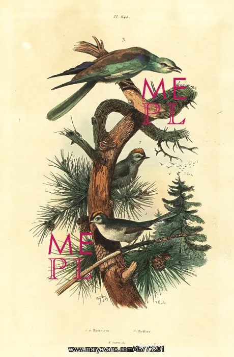 : Goldcrests, Regulus regulus, and European : Goldcrests, Regulus regulus, and European