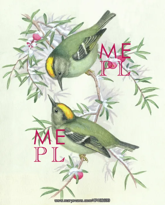  : Two goldcrests on snow-covered yew